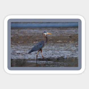 great blue heron fishing Sticker